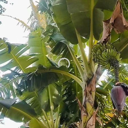 Pe De Pitanga - Unica Casa Arborizada Do Quarteirao Com Arvores Frutiferas 马林加 外观 照片